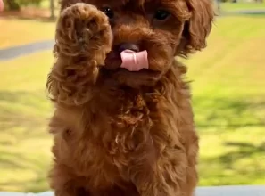 Toy Poodle Irk Standartları ve Farklı Boyutları